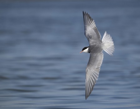 Animal, Beak, Bird, Flying, Seagull, Waterfowl